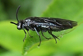 a sawfly